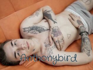 Anthonybird